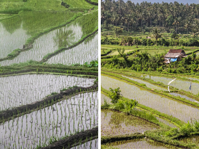 Hidden-gems-Bali-rijstvelden-oosten