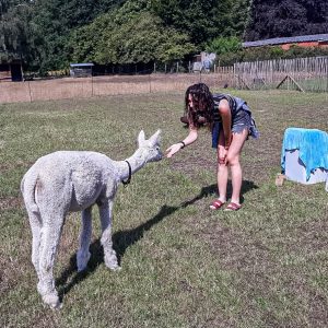 Kamperen-alpacas-benaderen-Belgie