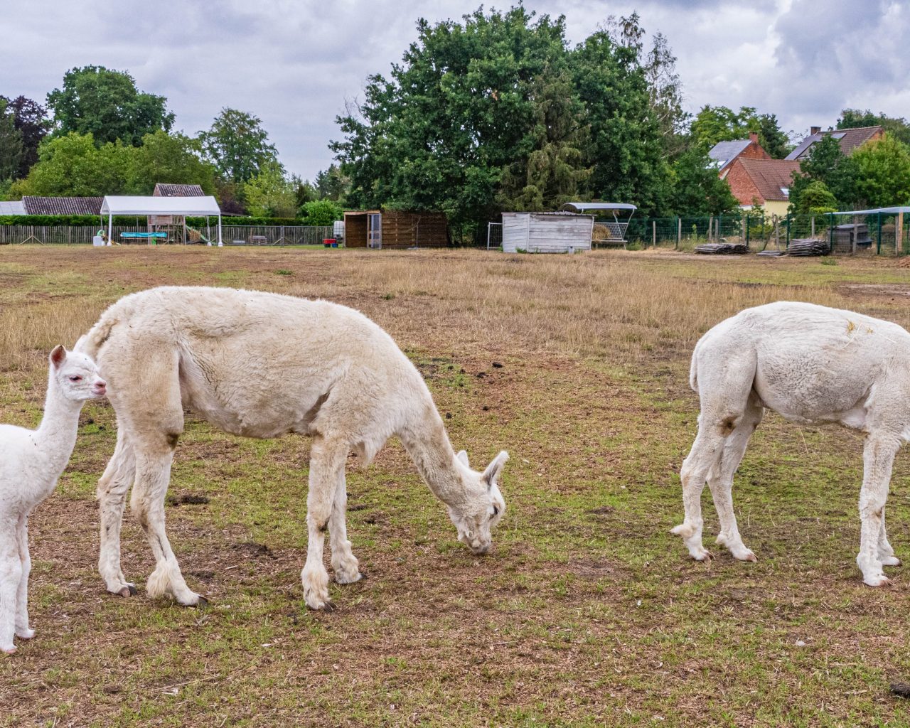 Kamperen-tussen-alpaca-Belgie