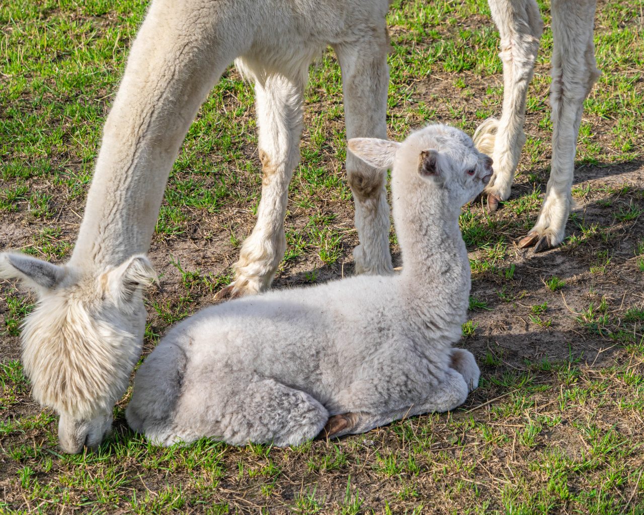 Baby-alpaca-met-moeder-kamperen