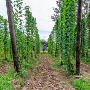 Leuven-bier-brouwerij-Hof-ten-Dormaal-hop