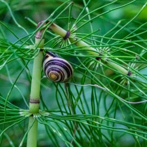Leuven-gratis-wandelen-Silsombos-slak-reuzenpaardenstaar