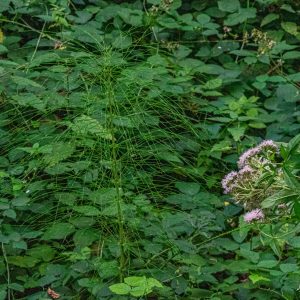 Leuven-gratis-wandelen-Silsombos
