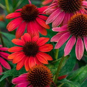 Leuven-gratis-bezienswaardigheden-Kruidtuin-bloemen