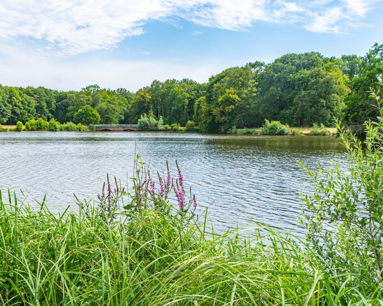 Loonse-Drunense-Duinen-meertje