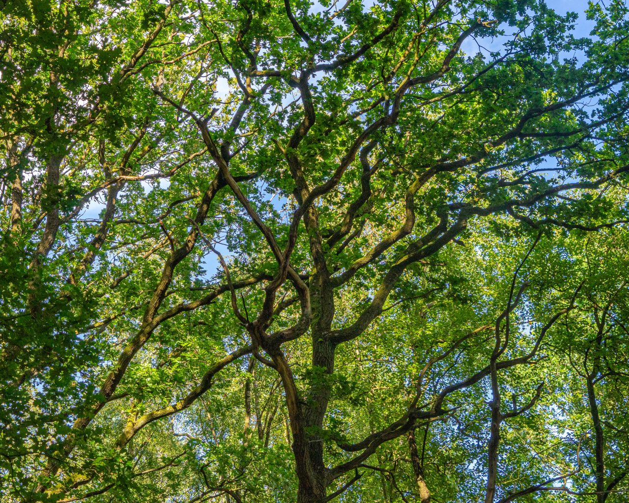 Loonse-Drunense-Duinen-boom