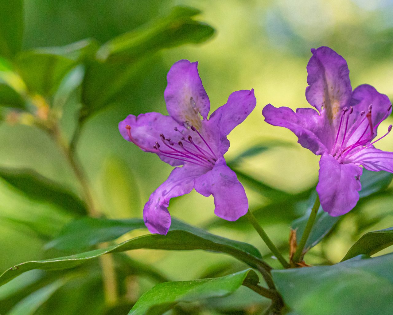 Loonse-Drunense-Duinen-paarse-bloemen