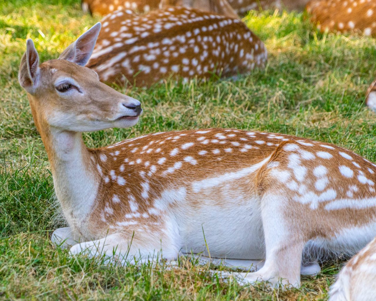 Loonse-Drunense-Duinen-herten