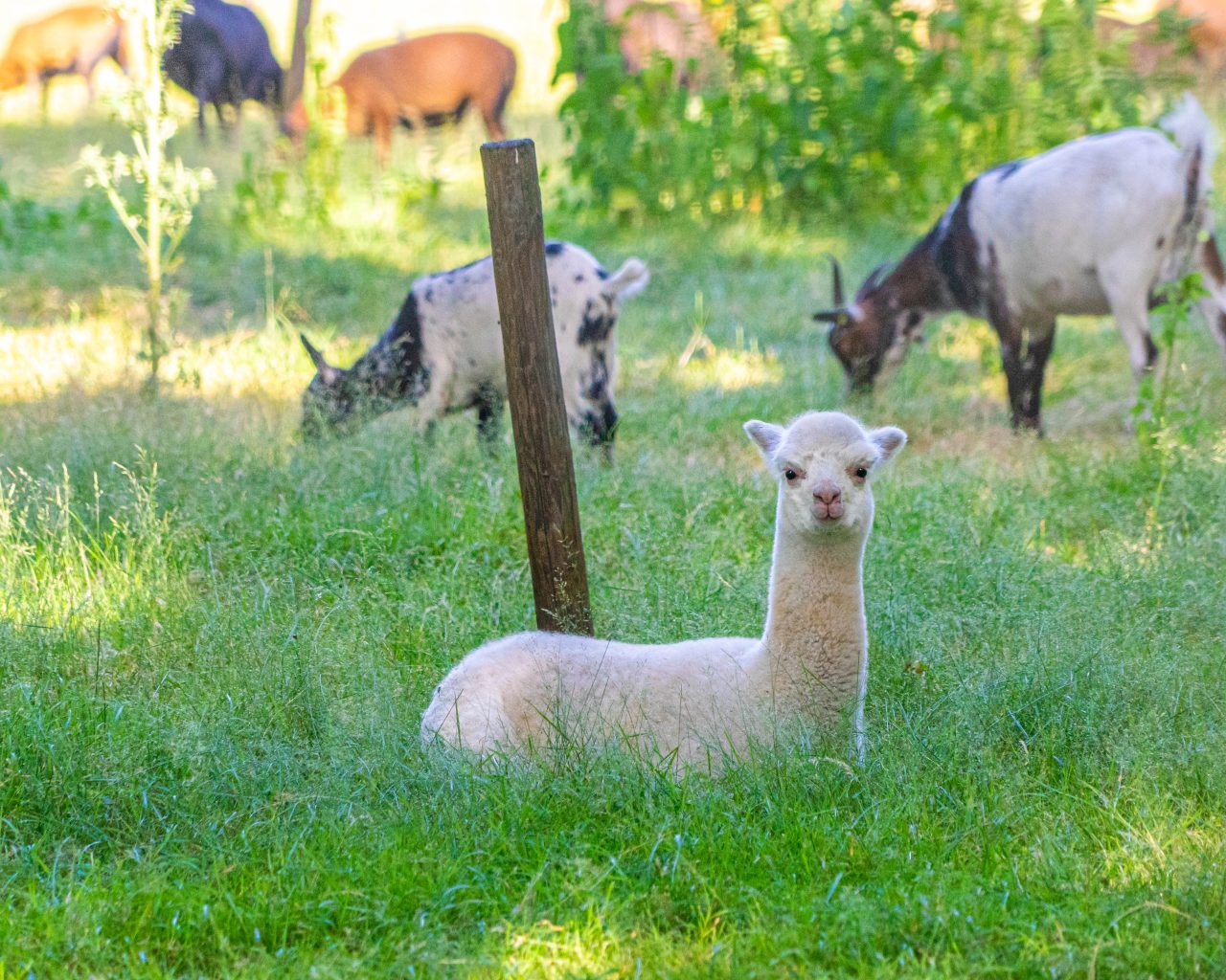 Loonse-Drunense-Duinen-alpaca