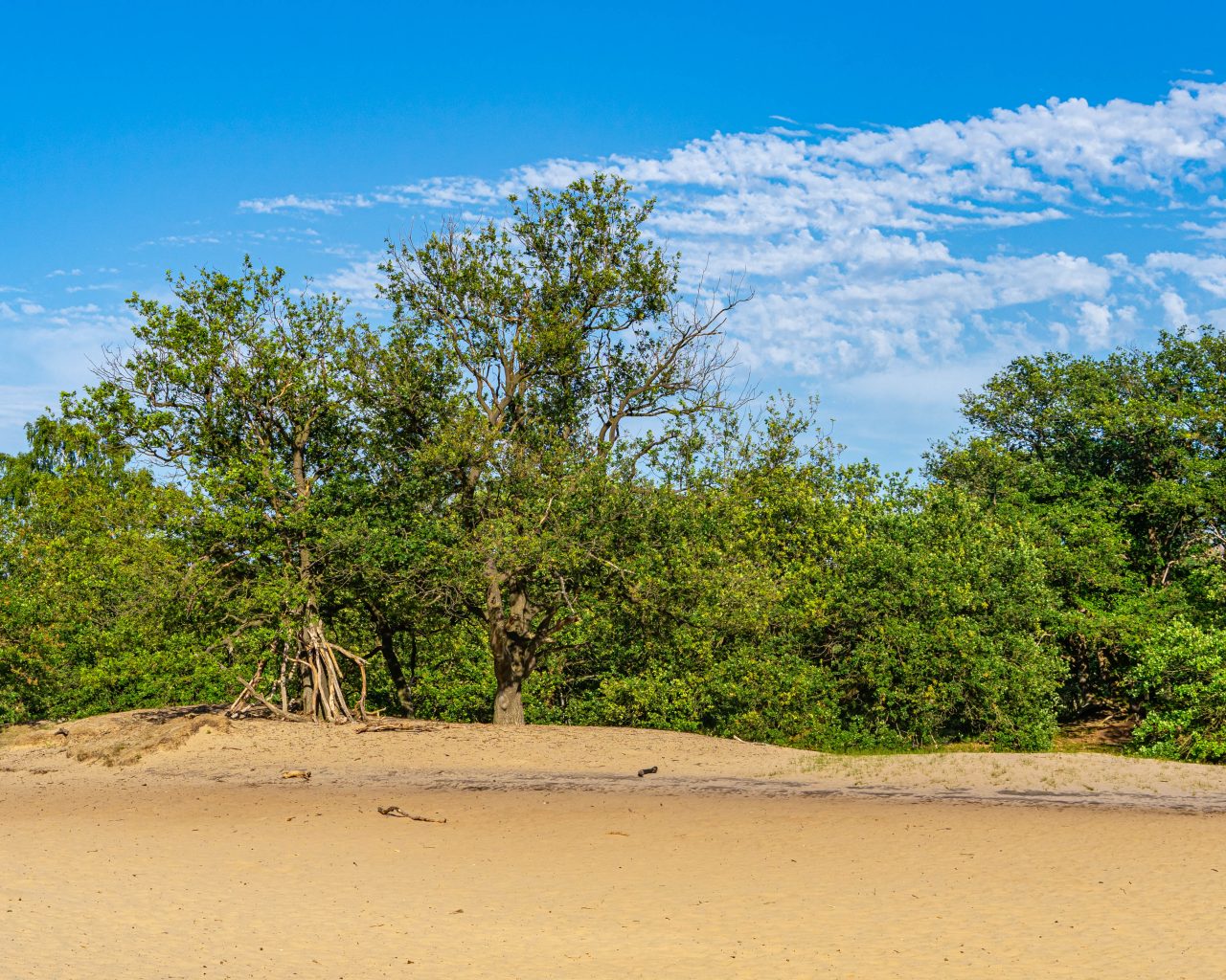 Loonse-Drunense-Duinen