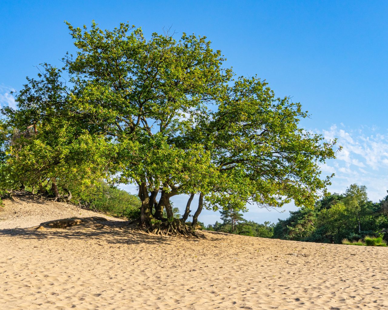 Loonse-Drunense-Duinen-Brabant