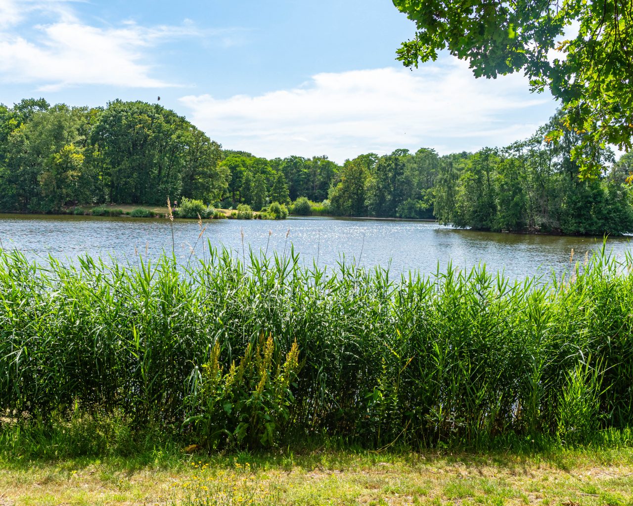 Loonse-Drunense-Duinen-meertje-Plantloon