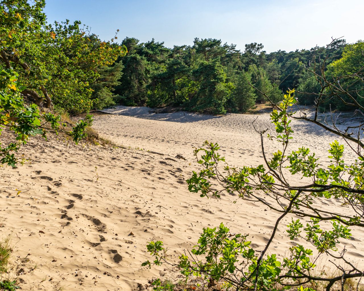 Loonse-Drunense-Duinen-zand-bomen