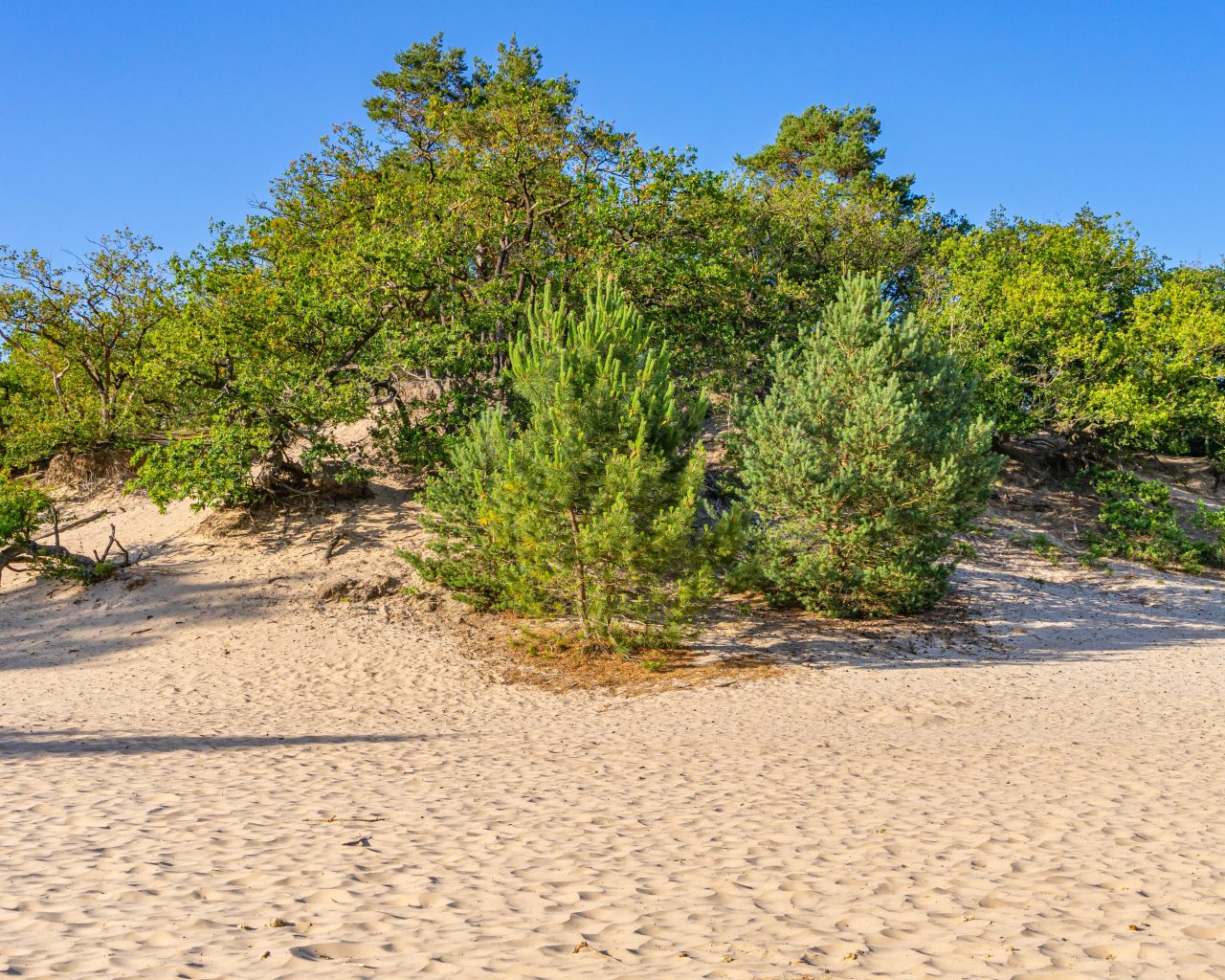 Loonse-Drunense-Duinen-stuifzand