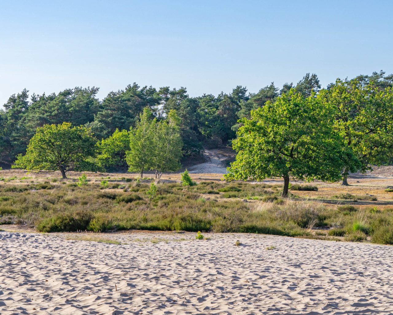 Loonse-Drunense-Duinen