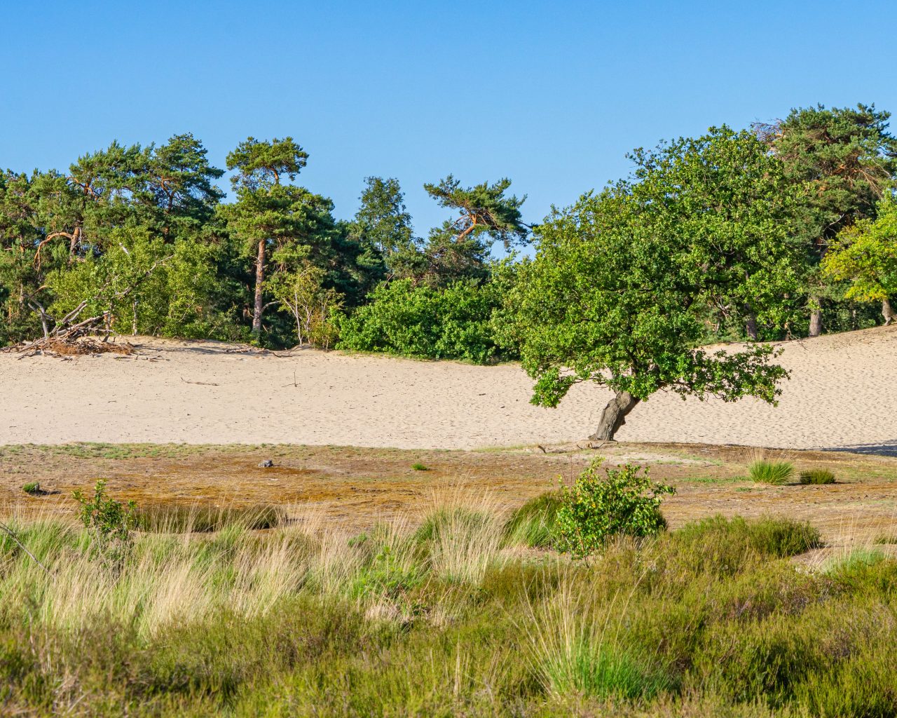 Loonse-Drunense-Duinen-heide