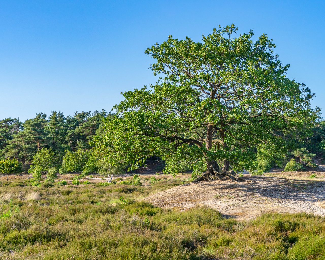 Loonse-Drunense-Duinen-natuur