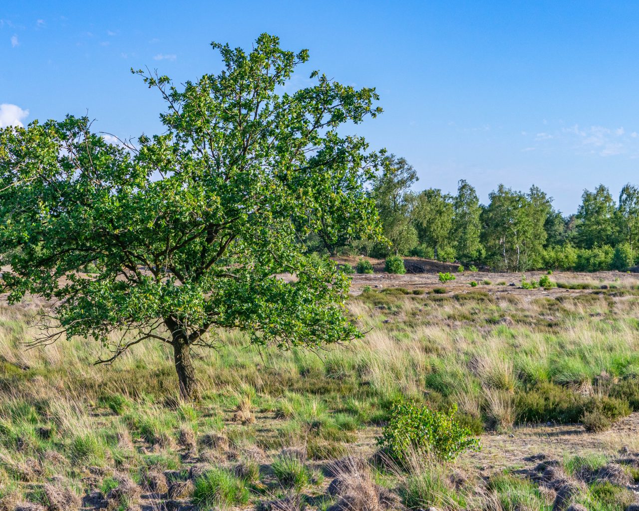 Loonse-Drunense-Duinen-heide