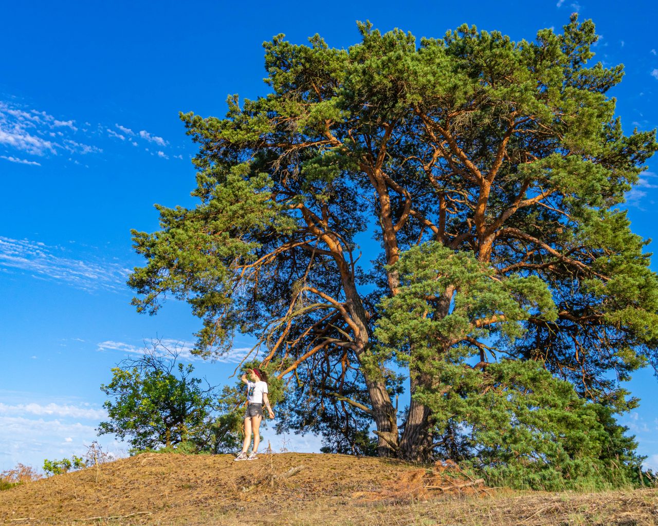 Loonse-Drunense-Duinen-grote-boom