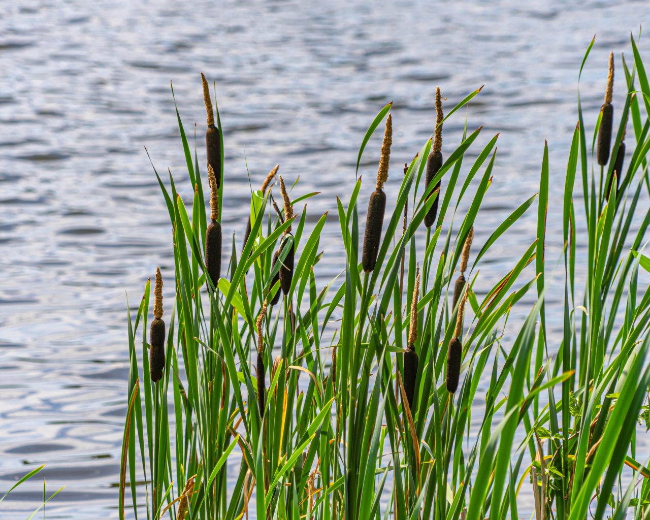 Loonse-Drunense-Duinen-planten-water