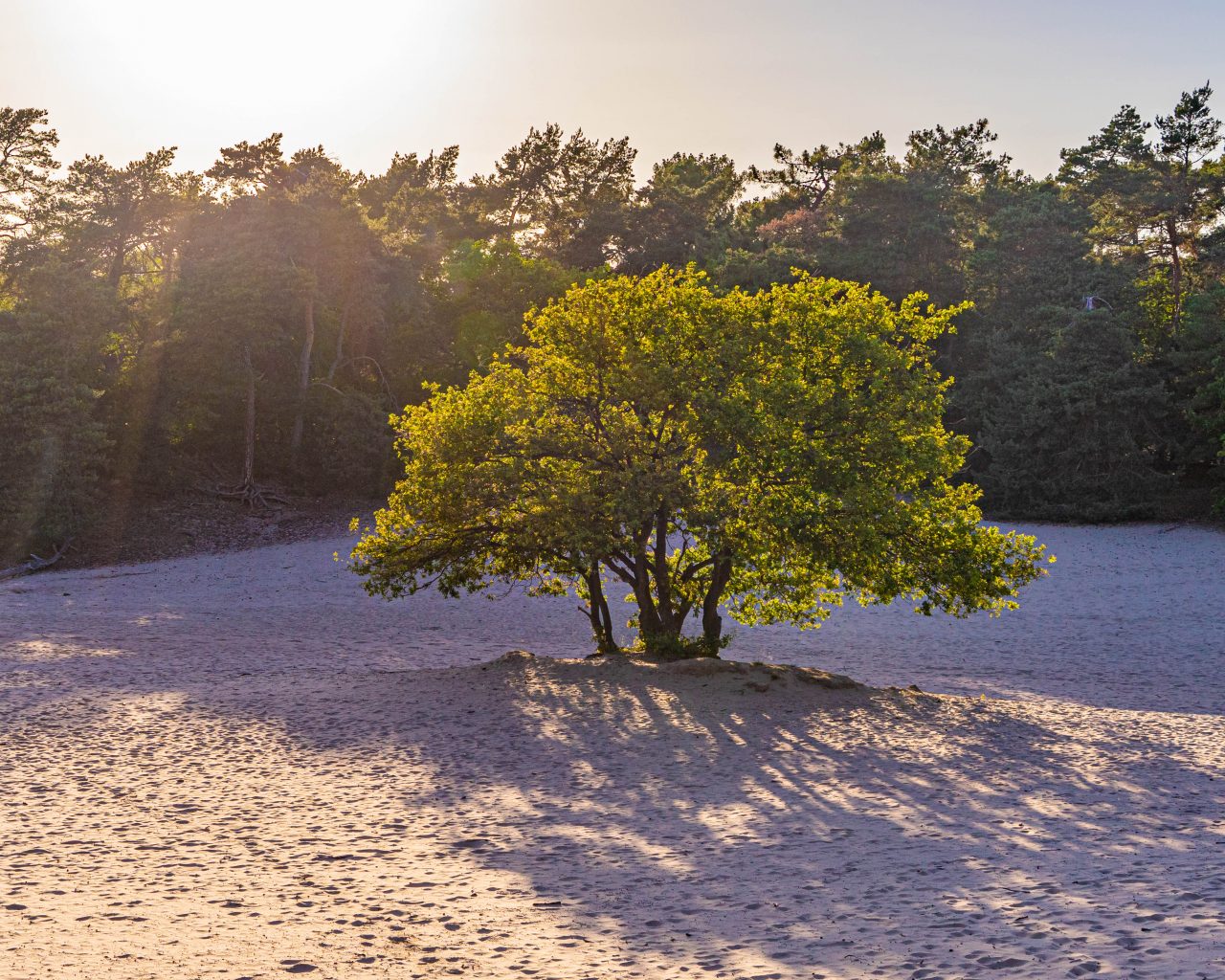 Loonse-Drunense-Duinen-boom