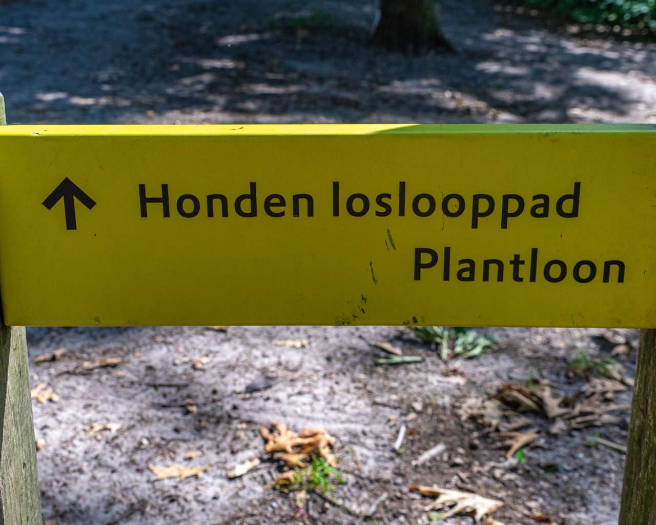 Loonse-Drunense-Duinen-honden-loslooppad