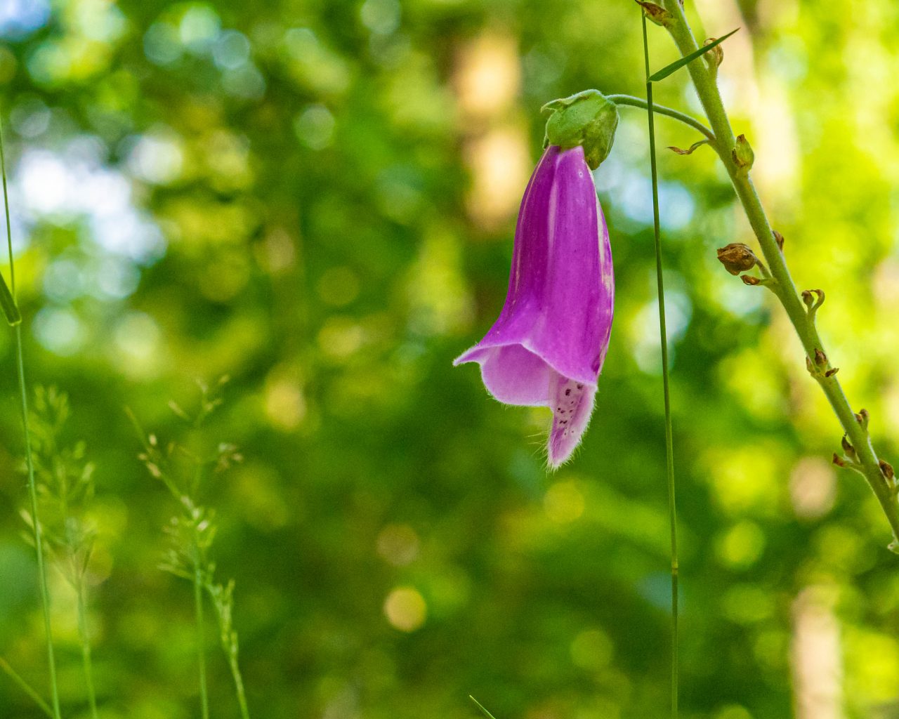 Loonse-Drunense-Duinen-bloem