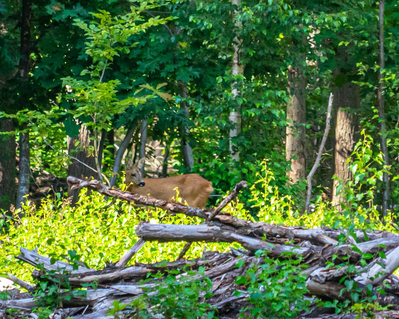 Loonse-Drunense-Duinen-ree-wild