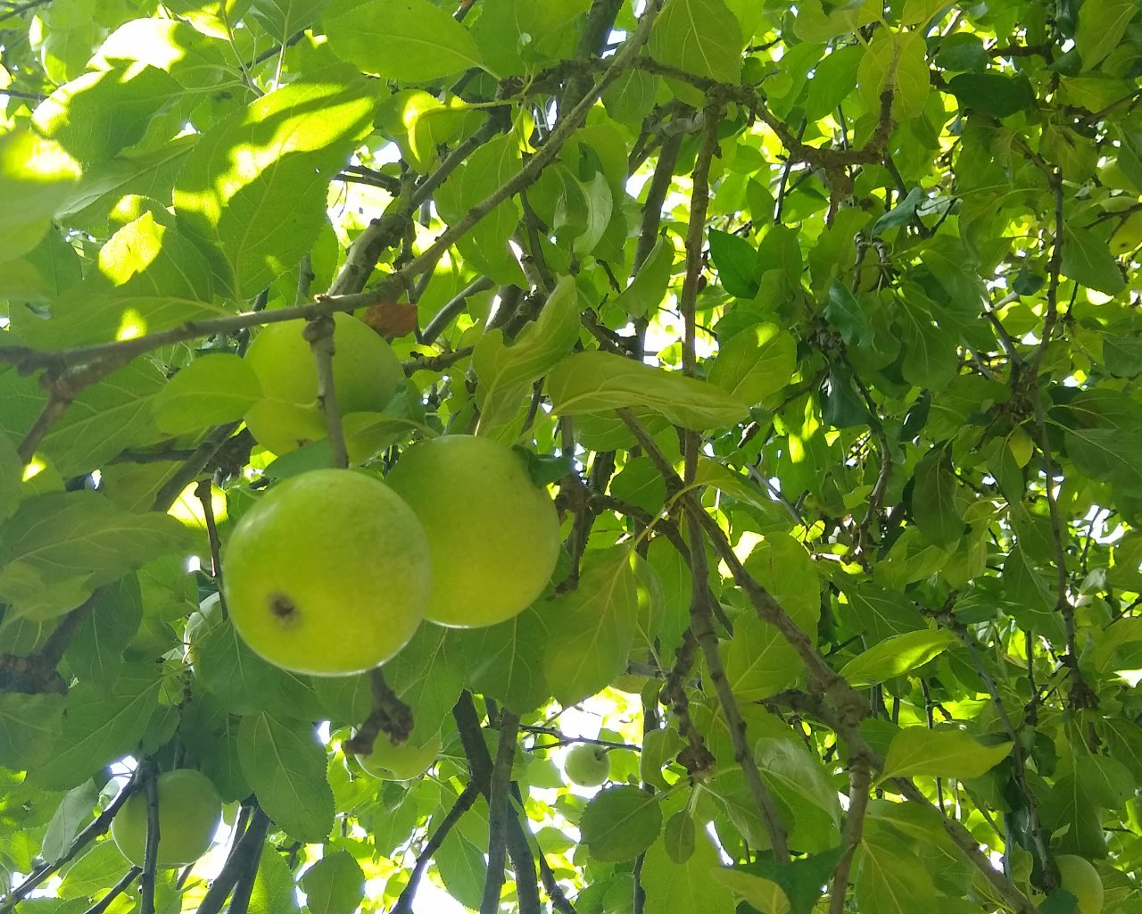 Appels-in-appelboom