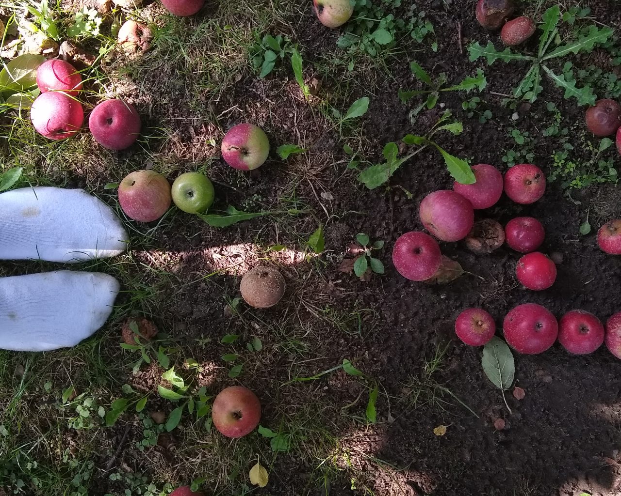 Appels-uit-de-appelboom