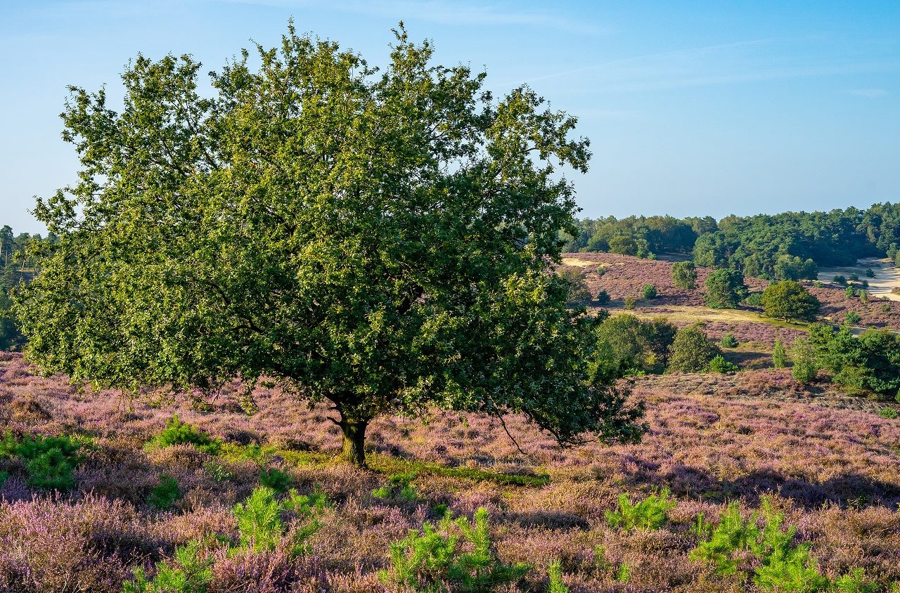 Heide-Posbank-Veluwe-Nederland