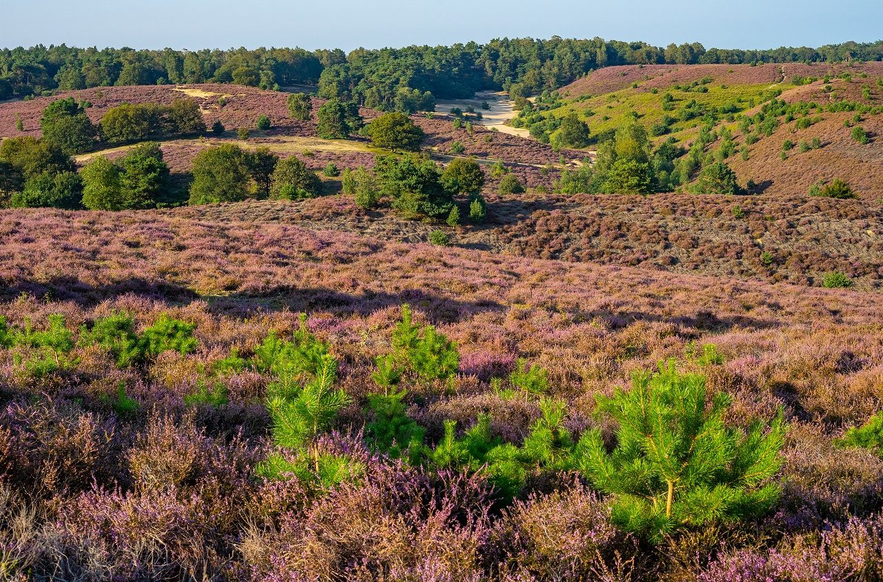 Heide-Posbank-heuvelachtig-Veluwe-Nederland