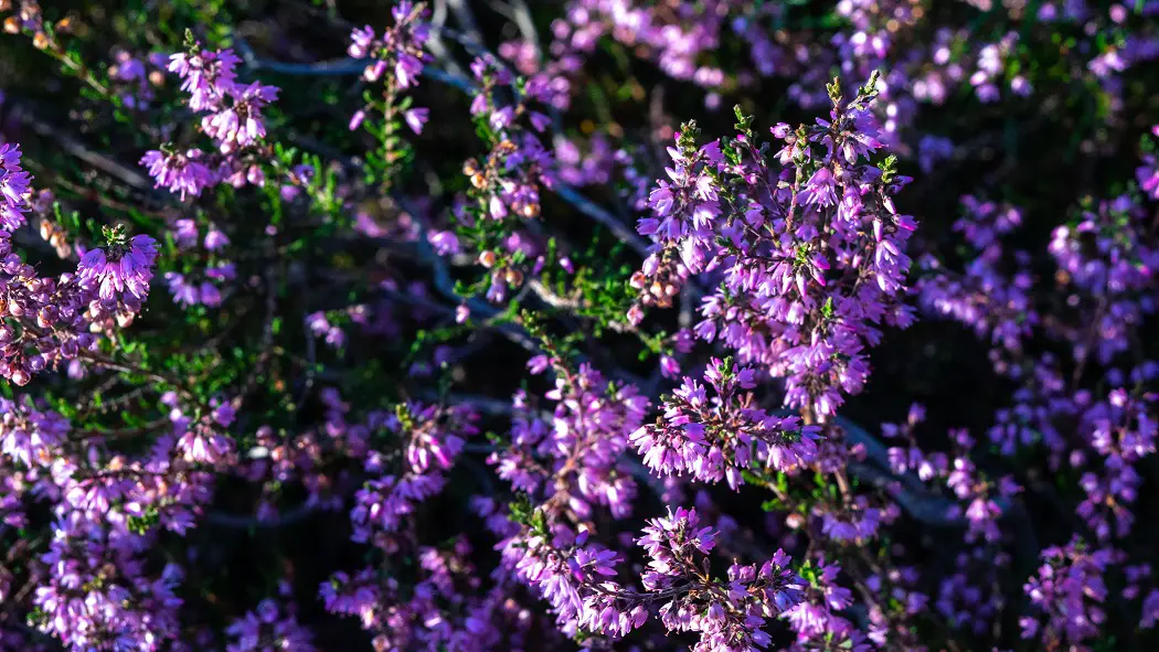 Heide-detailfoto-Posbank-Nederland