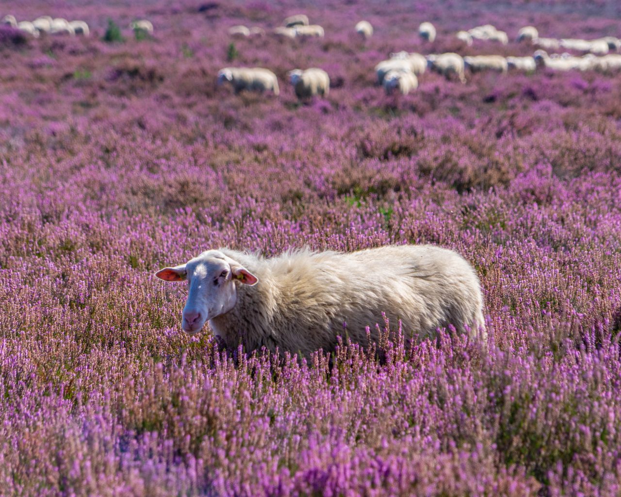 Schaap-met-schapen-achtergrond