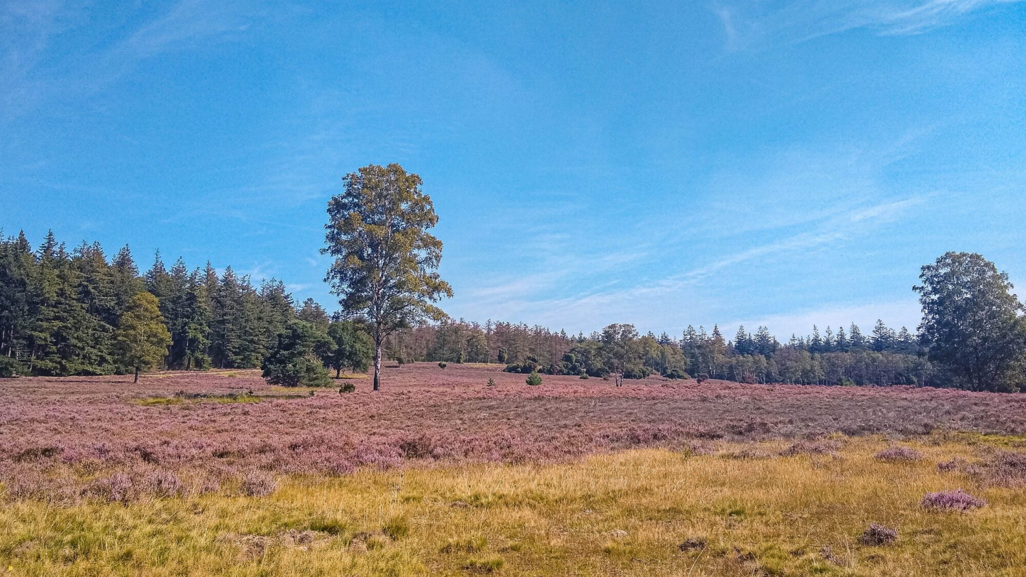 Veluwe34 Corners of the World