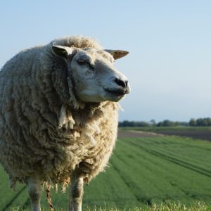 Schapen-dijk-waddenzee