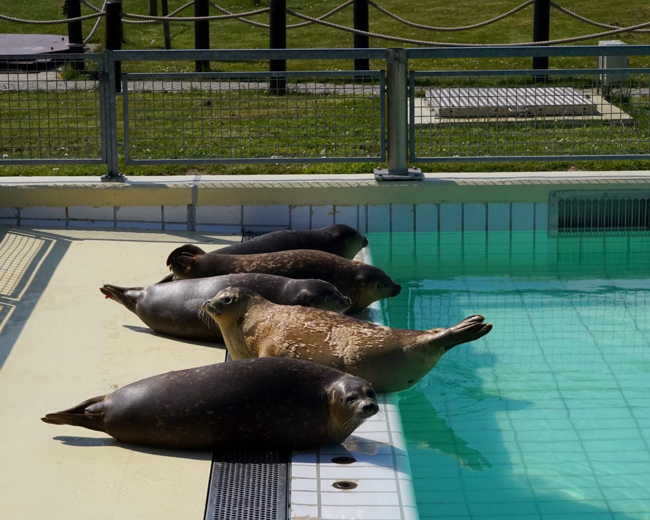 Opvang-zeehonden-centrum-Pieterburen