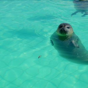 Zeehonden-Pieterburen-Groningen