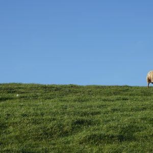 Schaap-Groningen