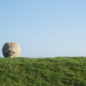 Schaap-op-dijk-Groningen