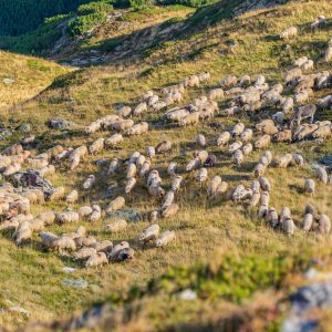 Schapen-op-heuvels