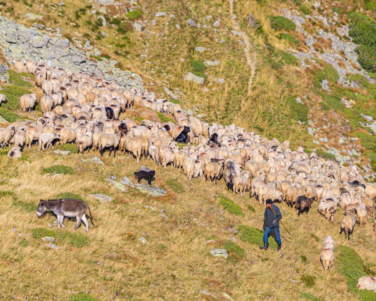 Herder-met-hond-schapen-op-heuvel