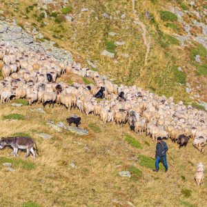 Herder-met-hond-schapen-op-heuvel