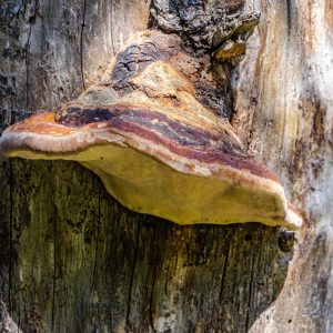 Paddenstoel-tegen-boom-Iezer-Papusa