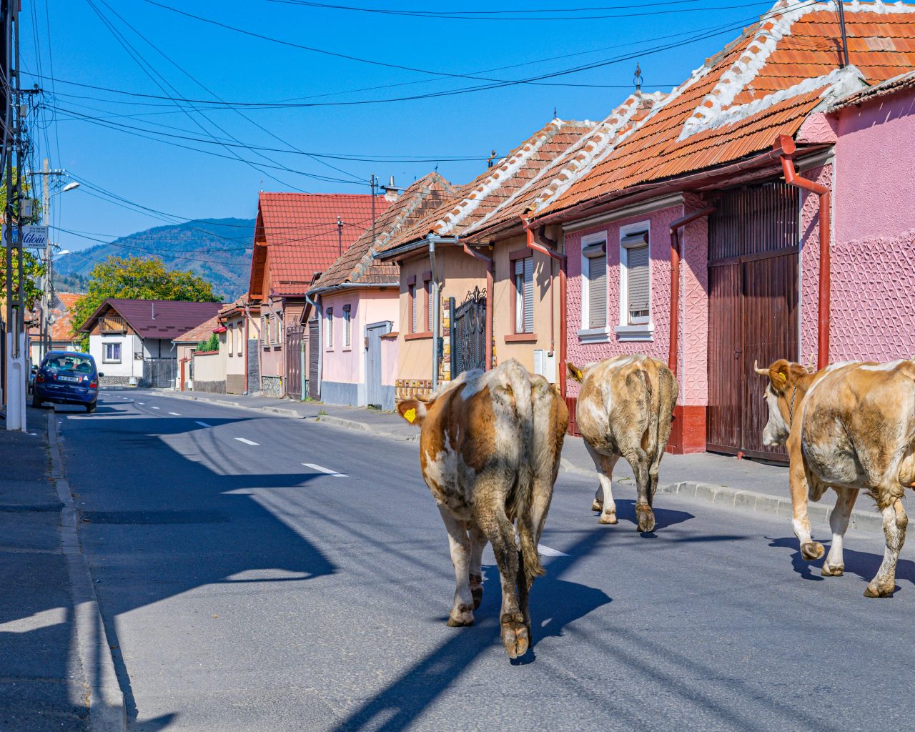 Koeien-op-de-weg-Zarnesti-Roemenie