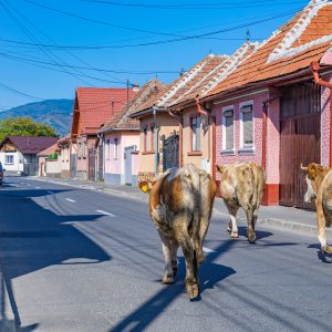 Koeien-op-de-weg-Zarnesti-Roemenie
