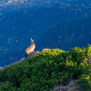 Berggeit-in-bergen-Piatra-Craiului