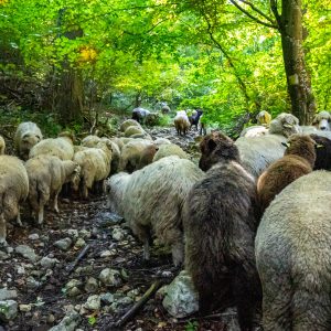 Schapen-op-wandelroute-Piatra-Craiului