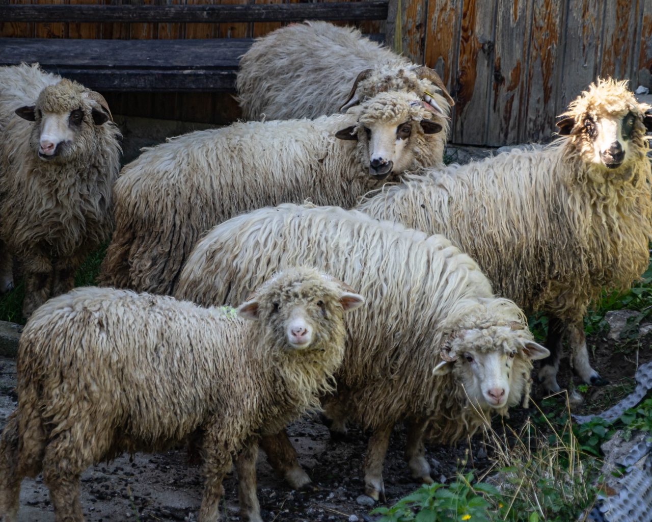 Nieuwsgierige-schapen