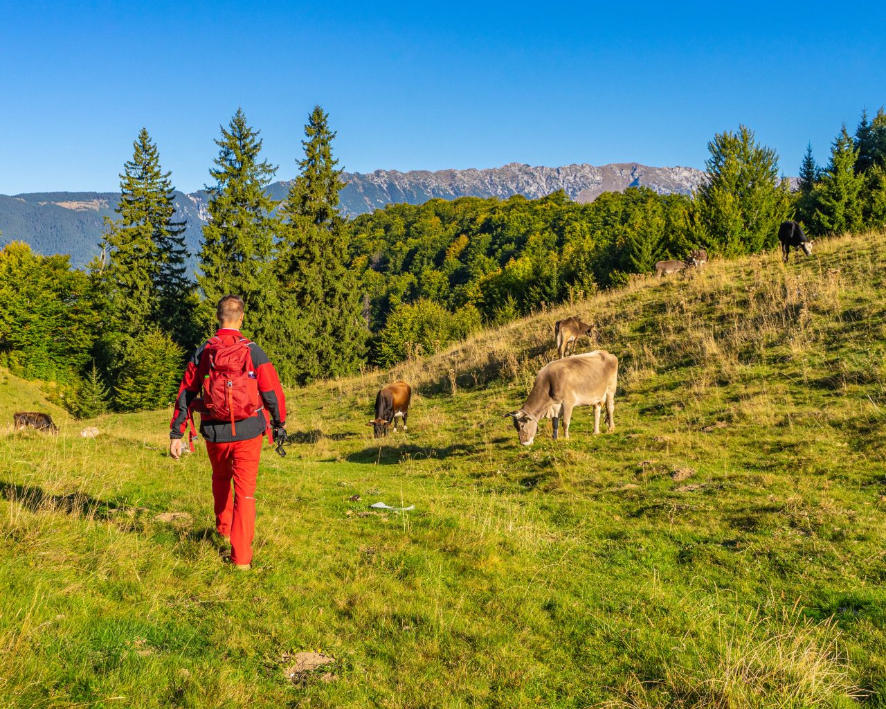 Dan-wandelen-platteland-Transsylvanie